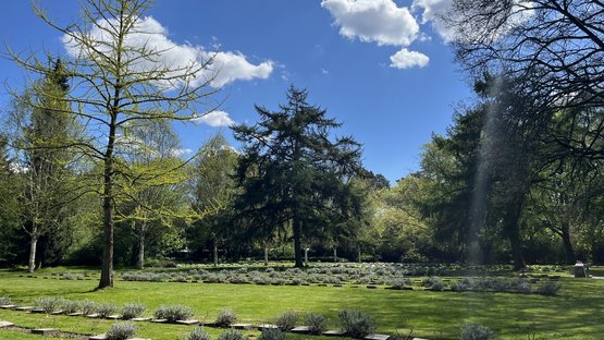 Ansicht der Internationalen Kriegsgräberstätte des Ohlsdorfer Friedhofs mit Blick auf Grabsteine, Bäume und Gedenkmauer